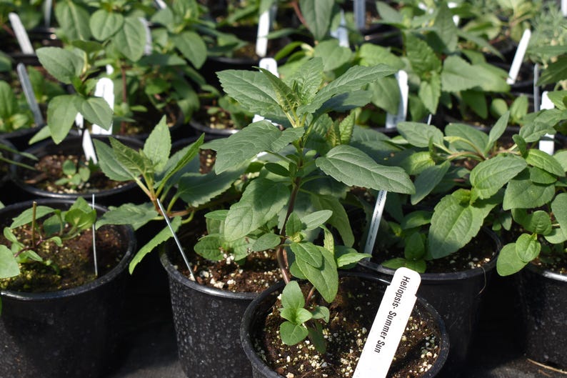 May include: A handmade wooden sign with the text "Welcome" in a playful font. The sign has a distressed white background and a dark brown border, ideal for a front door. Measures approximately 30 cm wide.