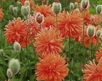papaveri gardenplant, papaver orientale,oriental poppy live plant for hardiness zone 3-8, monarch butterfly and pollinator cottage garden
