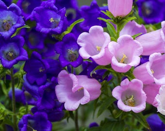 Campanula 'Canterbury Bells' live shade-loving plants, Bellflower gardenplant hardiness zone 4-10