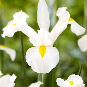 Dutch Iris flower bulbs for Fall planting - Naturalizing perennial bulbs &#39;White Excelsior&#39;
