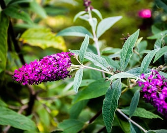 Buddleia butterfly bush perennial flowers, Hummingbird gardenflower for perfect gardening gift idea
