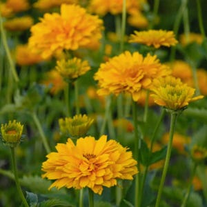 heliopsis plant, gardenplant, perennial flowers, sunflowers for monarch butterfly, hardiness zone 4-9 image 1