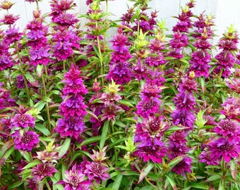 Bergamo beebalm monarda plant, bee balm, live pollinator perennial flowers gardenplant for bees and monarch butterfly, hardiness zone 3-9