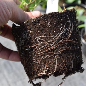 May include: A set of three ceramic mugs with a speckled, matte finish in cream, light grey, and dark grey. Each mug has a simple, minimalist design and a rounded handle.