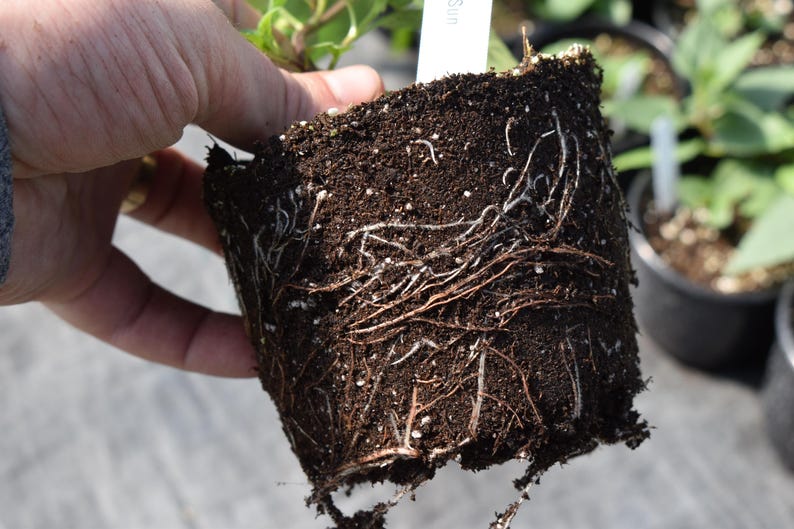 May include: A set of three ceramic mugs with a speckled, matte finish in cream, light grey, and dark grey. Each mug has a simple, minimalist design and a rounded handle.