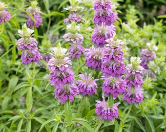 Bee Balm 'Citriodora' perennial flowers, beebalm monarda plant