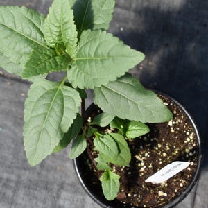 heliopsis plant, gardenplant, perennial flowers, sunflowers for monarch butterfly, hardiness zone 4-9 image 5