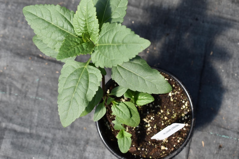 heliopsis plant, gardenplant, perennial flowers, sunflowers for monarch butterfly, hardiness zone 4-9 image 5