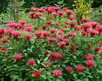 Bee balm plants live - perennial flowers 'Red Shades' hardiness zone 3-9 Monarda Didyama