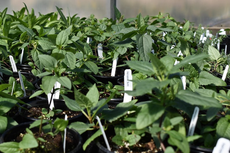 heliopsis plant, gardenplant, perennial flowers, sunflowers for monarch butterfly, hardiness zone 4-9 image 4