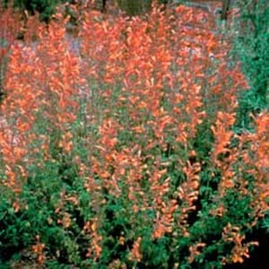 May include: A close-up of a bush with bright orange flowers. The flowers are in bloom and are clustered together in a dense mass. The bush is green and leafy.