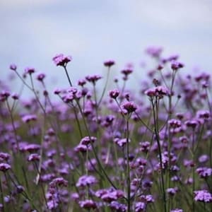 bonariensis, verbena, gardenplant, blue vervain plant, hardiness zone 7-11 for hummingbird & monarch butterfly pollinators