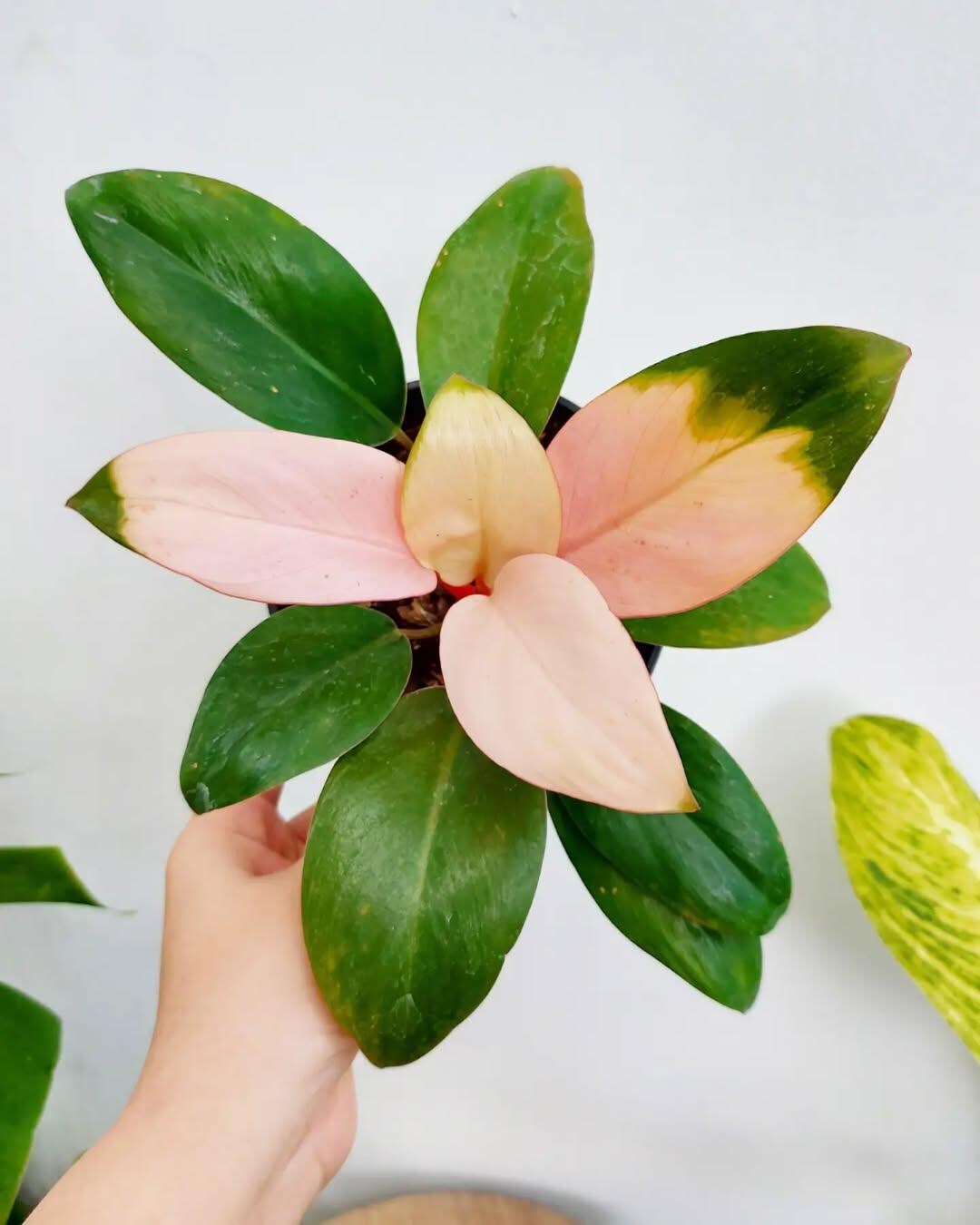 Philodendron Pink Congo Unique Charming Leaves Best Condition - Etsy