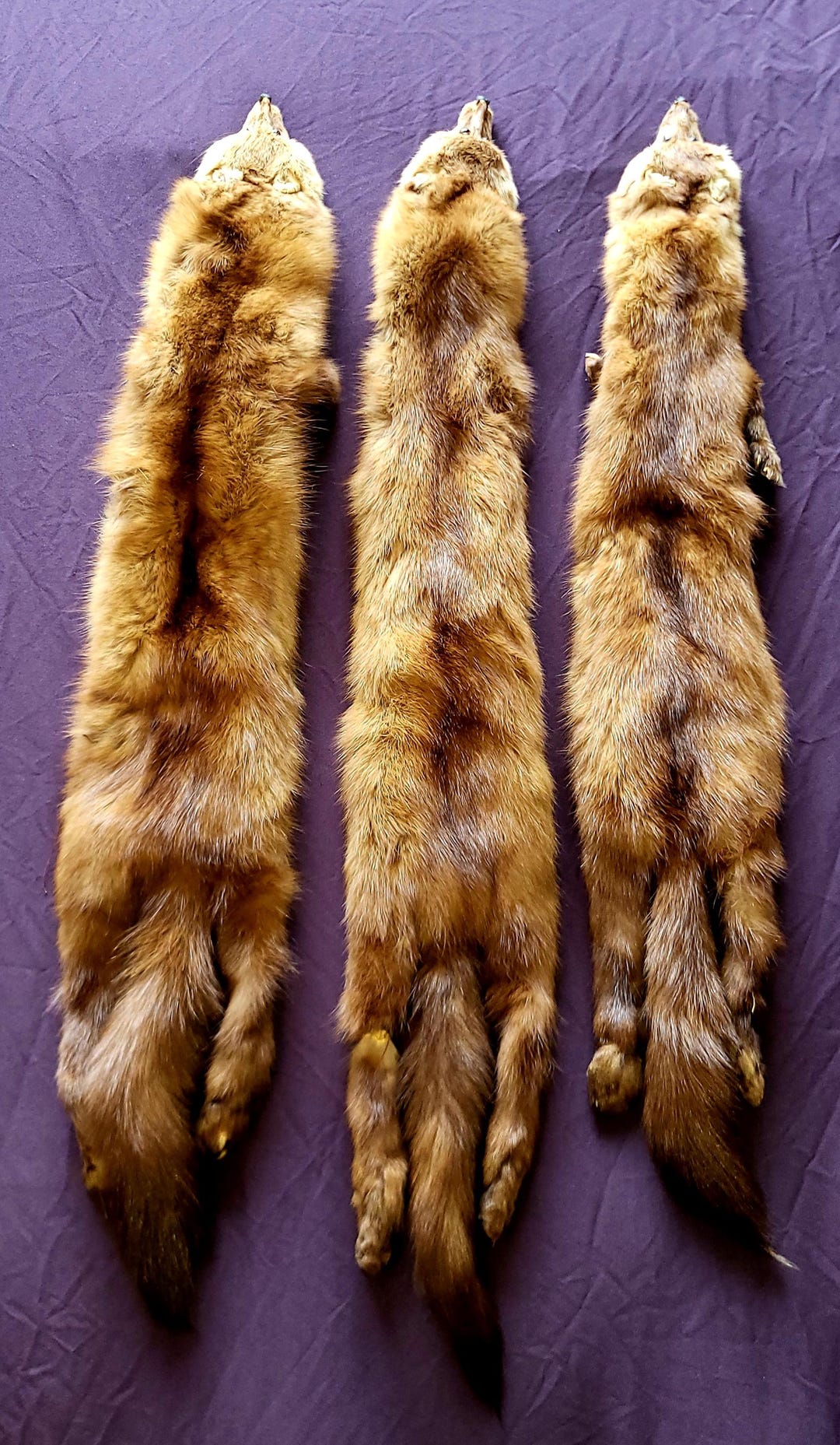 Quality Wild Pine Marten Fur Pelt Soft, Tanned & Ready