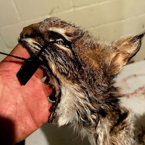 May include: Close-up of a taxidermied bobcat head with open mouth, showing teeth. The fur is brown and tan with black accents. A black tag is attached to the head.