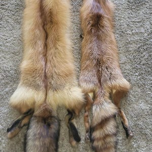 Red Fox Alaskan Pelt – Premium Quality Fur for Display, Crafting & Decor