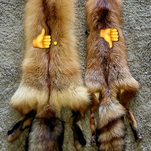 Red Fox Alaskan Pelt – Premium Quality Fur for Display, Crafting & Decor