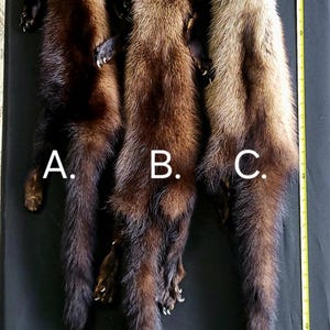 Premium Tanned Canadian Fisher Fur Pelts - Soft, Supple, and Ethically Sourced