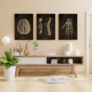 Wandkunst Vintage Anatomische Posters