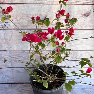 Bougainville Tree.