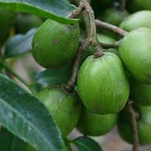 June Plum Tree