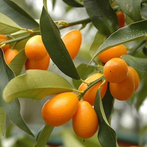 Nagami Kumquat Tree-1 gallon
