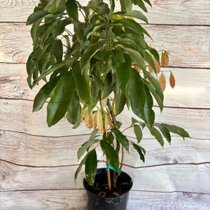 Lychee Tree