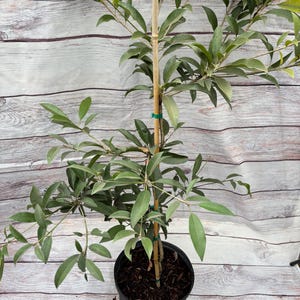 Sapodilla Tree- 5gallon
