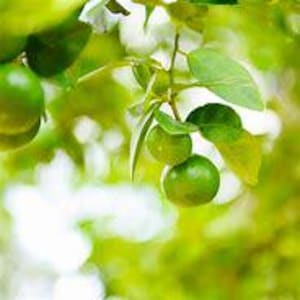 Key Lime Tree