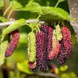 Pakistan Mulberry- 5gallon- 4 feet