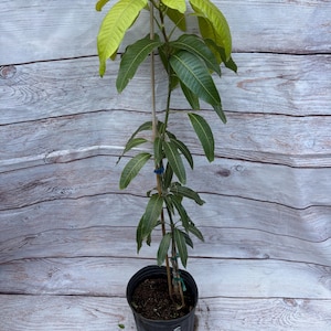 Mango Tree