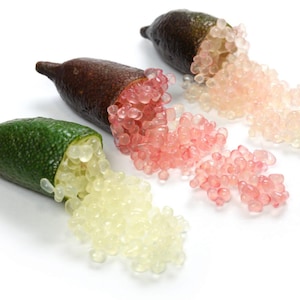 Australian Finger Lime tree