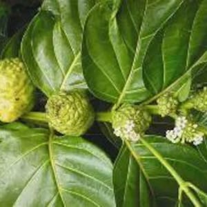Noni Plant