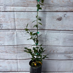 Callie Kumquat Tree (hybrid of Meiwa and Nagami)- flowering