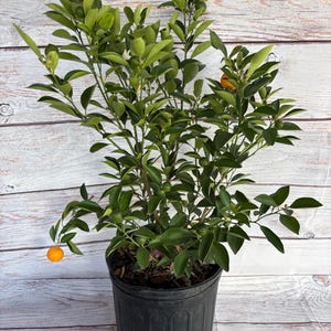Calamondin tree 3 gallon