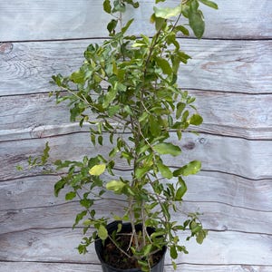 Barbados Cherry Tree