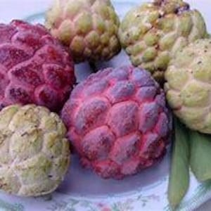 Sugar Apple Tree