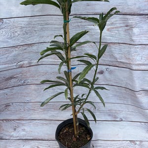 Mango Tree