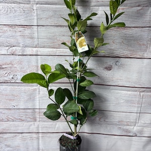 Ponderosa Lemon Tree