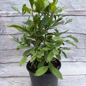 Miracle Fruit Tree