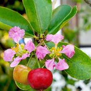 Barbados Cherry Tree- 1gallon