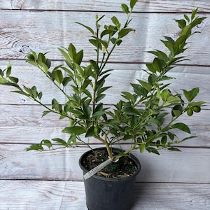 Key Lime Bush  with flowers