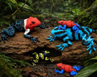 Articulating Poison Dart Frogs (set of 4)