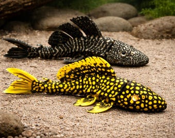 Articulating Pleco Fish