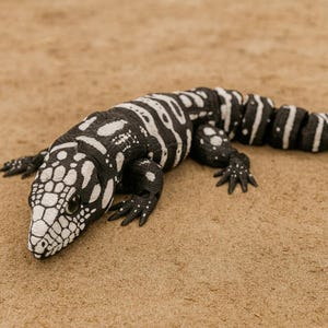 May include: A black and white tegu lizard with a detailed pattern of spots and stripes. The reptile is lying on a sandy surface, showcasing its textured skin and realistic features. The lizard's head is in focus, highlighting its eye and scales.