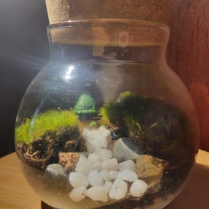 Live Moss Terrarium