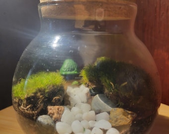 Lebendes Moos Terrarium