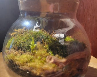 Terrario de musgo de ciervo de Living Woodland