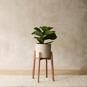 May include: A white ceramic planter with a green leafy plant sits on a wooden plant stand with four legs. The stand is on a light beige rug.