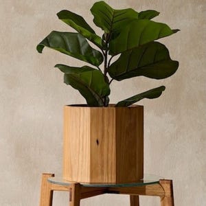 May include: A green leafy plant in a hexagonal wooden planter on a glass-topped table with wooden legs.